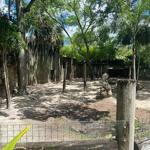 Asian Gardens- Babirusa Exhibit