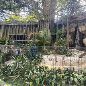 Asian Gardens- Binturong Exhibit