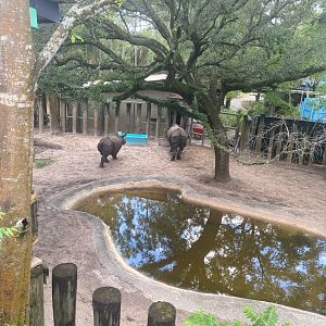 Asian Gardens- Indian Rhinoceros Exhibit