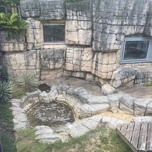 Asian Gardens- Sun Bear Exhibit