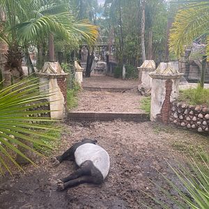 Asian Gardens- Malayan Tapir Exhibit
