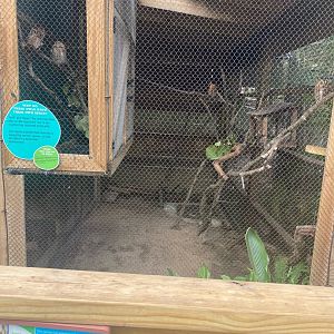 Wild Florida- Screech Owl Exhibit