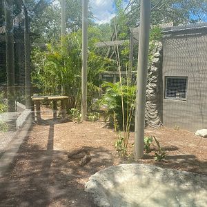 Wild Florida- Panther Exhibit #2