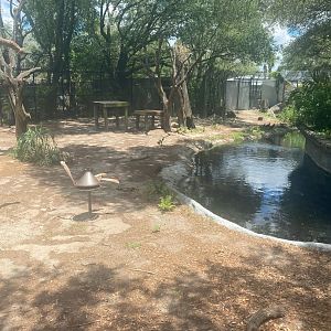 Wild Florida- Black Bear Exhibit