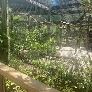 Wild Florida- Shorebirds Aviary ( 3 species)
