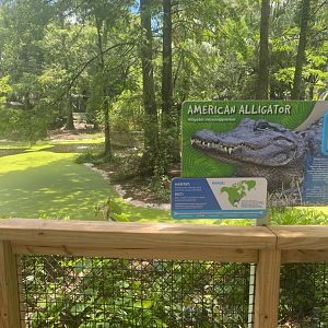 Wild Florida- American Alligator Exhibit