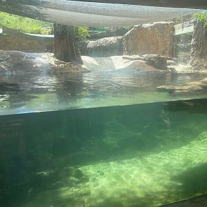 Wild Florida- River Otter Exhibit