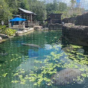 Manatee Springs- Main Exhibit