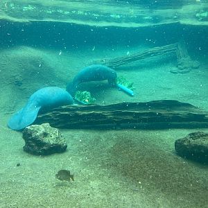 Manatee Springs- Underwater Viewing