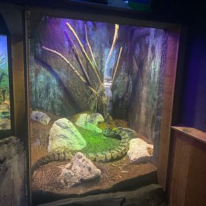 Wild Florida- Canebrake Rattlesnake Exhibit