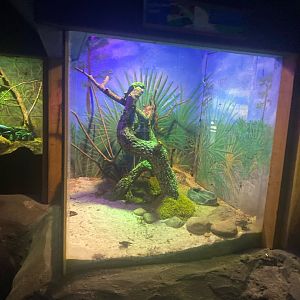 Wild Florida- Fiji Banded Iguana Exhibit