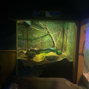 Wild Florida- Indigo Snake Exhibit