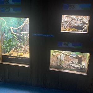 Wild Florida- Wall Terrariums (4 species)