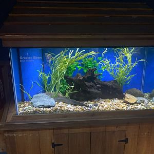 Wild Florida- Greater Siren Exhibit