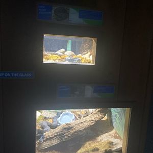 Wild Florida- Two Terrariums