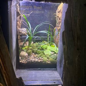 Wild Florida- Southern Toad Exhibit