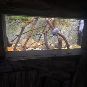 Wild Florida- Stinkpot Turtle Exhibit