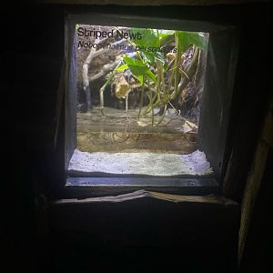 Wild Florida- Striped Newt Exhibit