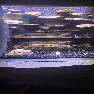 Wild Florida- Cave Salamander Exhibit