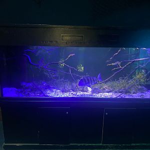 Wild Florida- Mangrove Tank