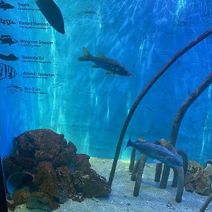 Wild Florida- Mangrove Fish Exhibit