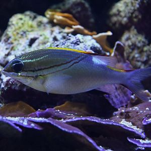 Two-lined monocle bream Scolopsis bilineata