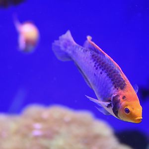 Cirrhilabrus aquamarinus