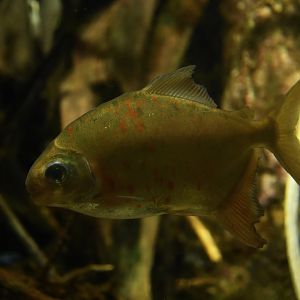 Mylesinus paraschomburgkii