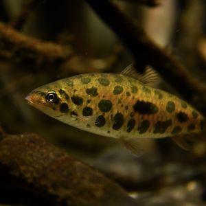 Hypomasticus megalepis