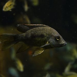 Ptychochromis grandidieri