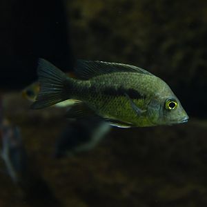 Ptychochromis grandidieri