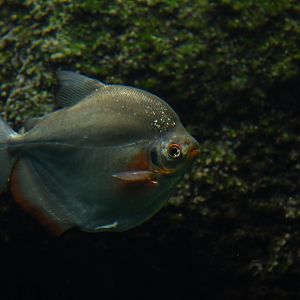 Mylossoma duriventre