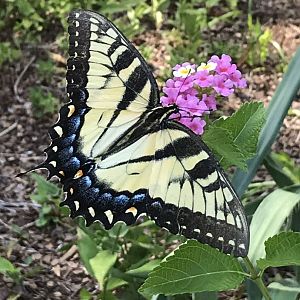 Eastern Tiger Swallowtail