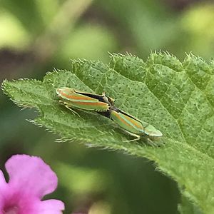 Versute Sharpshooters