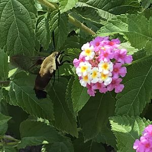 Snowberry Clearwing Moth