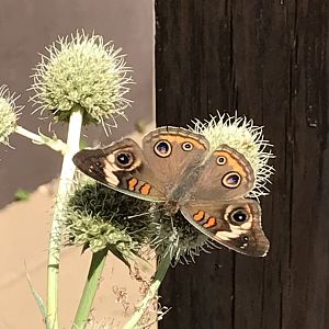 Buckeye Butterfly