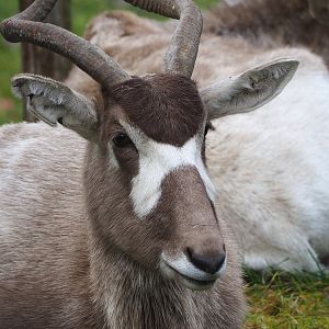 Addax (Addax nasomaculatus), 2021-12-07