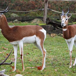 Mhorr gazelles (Nanger dama mhorr), 2021-12-07