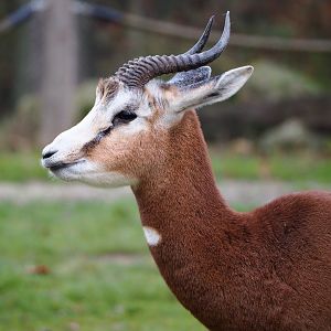 Mhorr gazelle (Nanger dama mhorr), 2021-12-07