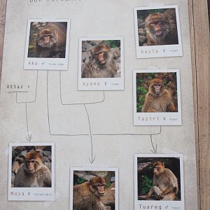 Barbary macaque group at Planckendael signage, 2021-12-07