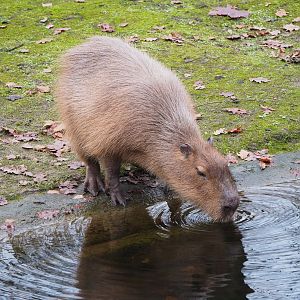 Capybara (Hydrochoerus hydrochaeris), 2021-12-07