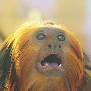 Golden-headed lion tamarin (Leontopithecus chrysomelas), 2021-12-07