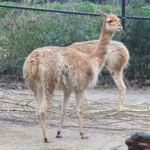 Vicuña (Vicugna vicugna), 2021-12-07