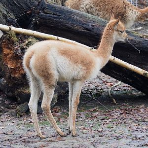 Vicuña cria (Vicugna vicugna), 2021-12-07