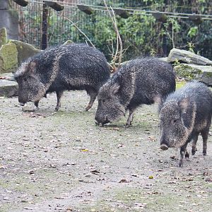 Chacoan peccaries (Catagonus wagneri), 2021-12-07