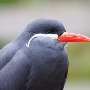 Inca tern (Larosterna inca), 2021-12-07