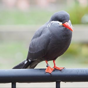 Inca tern (Larosterna inca), 2021-12-07