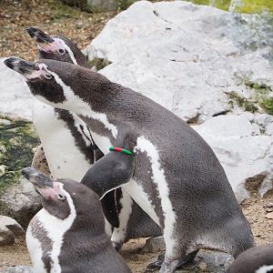Humboldt penguins (Spheniscus humboldti), 2021-12-07