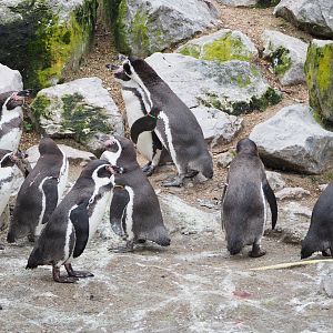 Humboldt penguins (Spheniscus humboldti), 2021-12-07