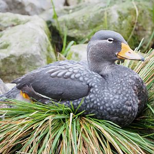 Magellanic flightless steamer duck (Tachyeres pteneres), 2021-12-07